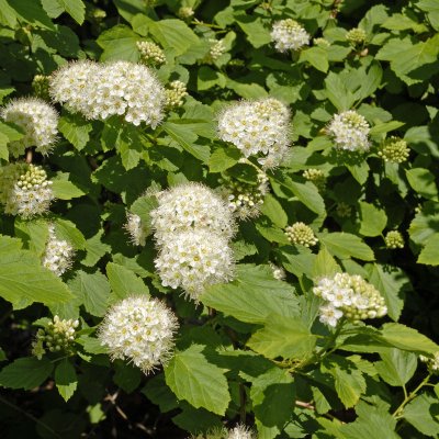 Physocarpus opulifolius
