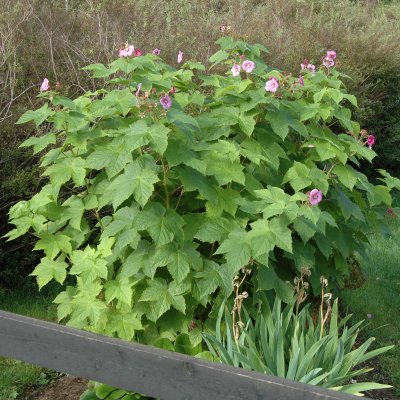 Rubus odoratus