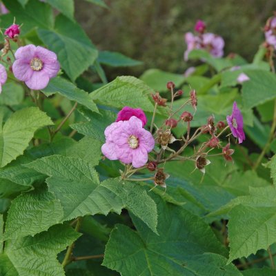 Rubus odoratus