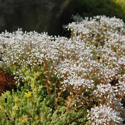 Sedum album