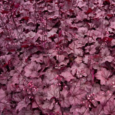 Heuchera hybr. Georgia Plum