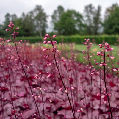 Heuchera hybr. Georgia Plum