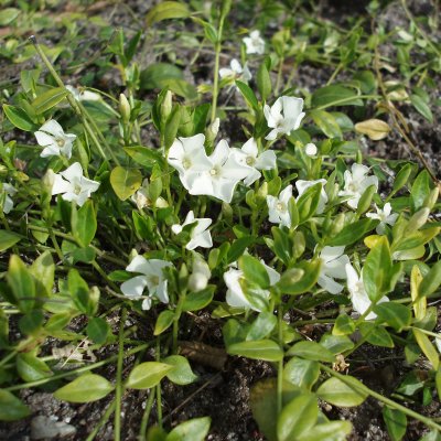 Vinca minor Elise