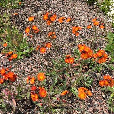 Pilosella aurantiaca (Hieracium aurantiacum)