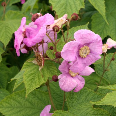 Rubus odoratus
