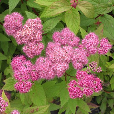 Spiraea japonica Froebelii