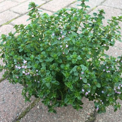 Thymus x citriodorus Lemon Curd