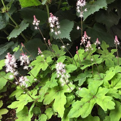 Tiarella hybr. Spring Symphony ®