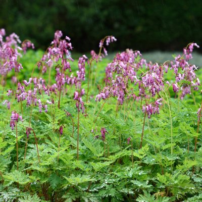 Dicentra formosa