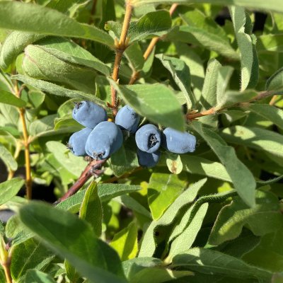 Lonicera caerulea var. kamtschatica Tundra, Blåbärstry / Honungsbär, busk C3,5