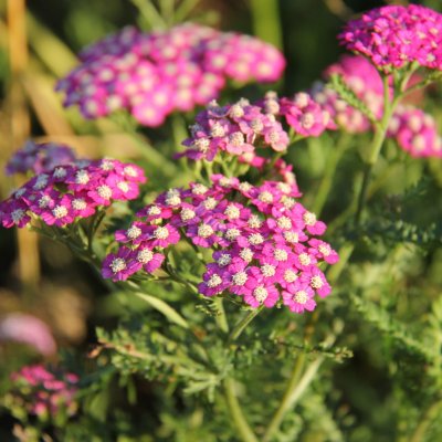 Achillea millefolium New Vintage Violet