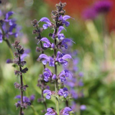 Salvia pratensis