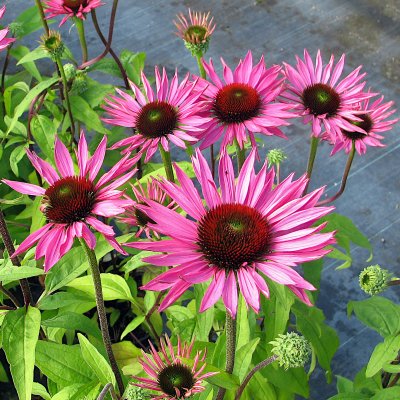 Echinacea purpurea Ruby Giant