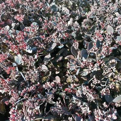 Hylotelephium hybr. Bertram Anderson