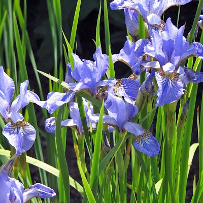 Iris sibirica Perry´s Blue