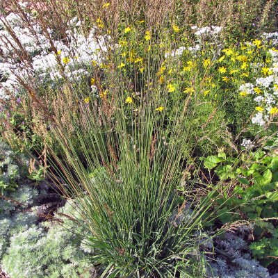 Molinia caerulea Dauerstrahl