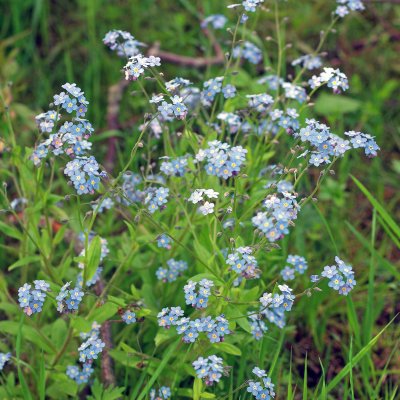 Myosotis scorpioides