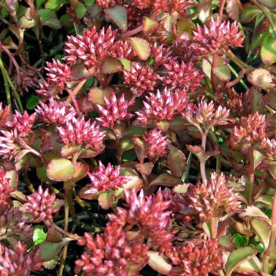 Phedimus spurius Schorbuser Blut