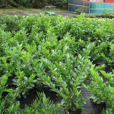 Prunus laurocerasus Mano