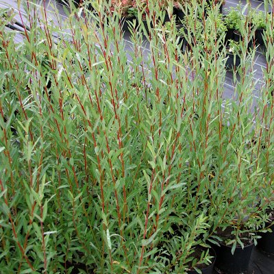 Salix purpurea