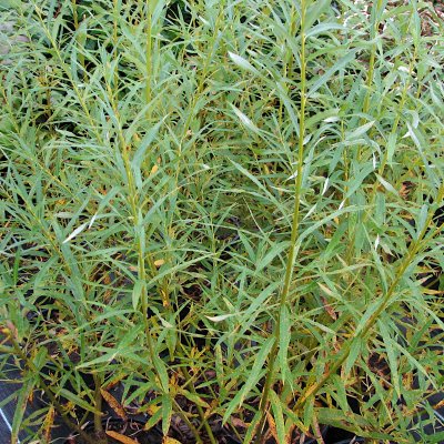 Salix viminalis