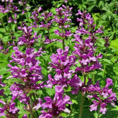 Betonica macrantha Superba
