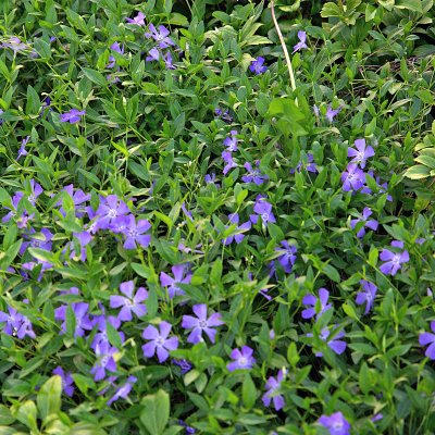 Vinca minor Marie