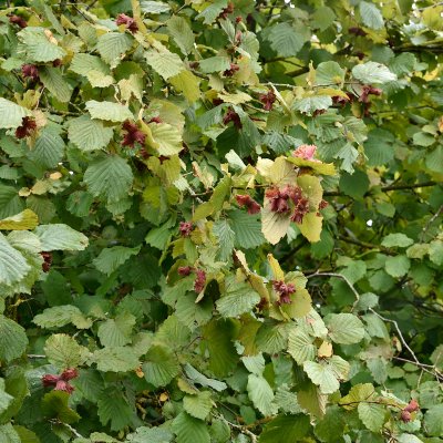 Corylus avellana Rote Zellernuss