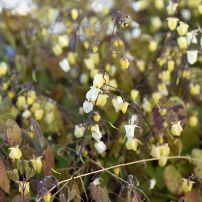 Epimedium Sunny and Share