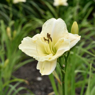 Hemerocallis hybr. White Temptation