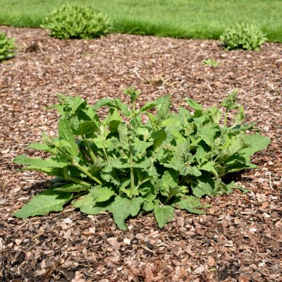 Salvia pratensis
