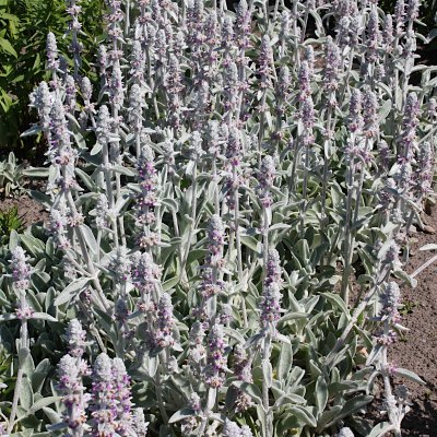 Stachys byzantina