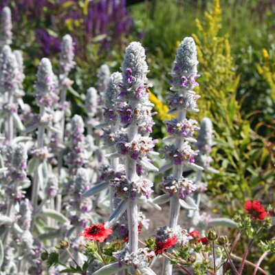 Stachys byzantina