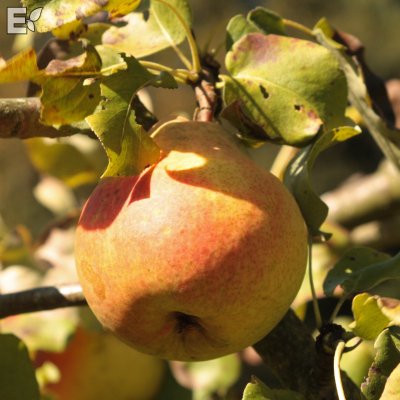 Pyrus communis Göteborgs Diamant E