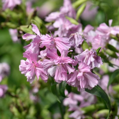 Saponaria officinalis Rosea Plena