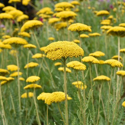Achillea filipendulina Parker´s Variety