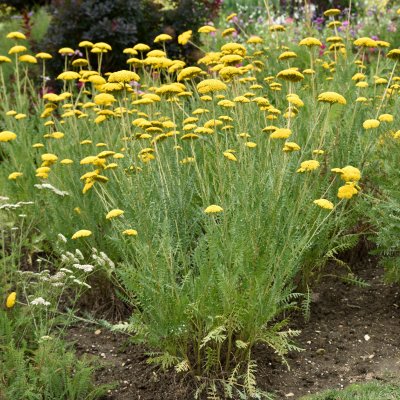 Achillea filipendulina Parker´s Variety