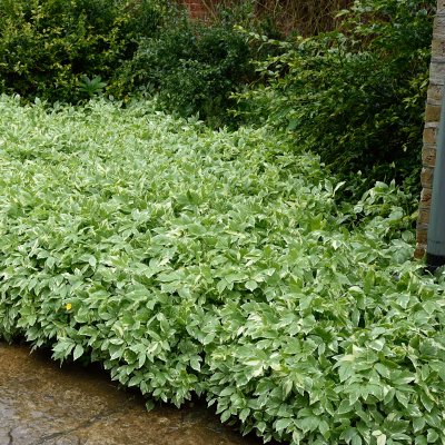 Aegopodium podagraria Variegatum
