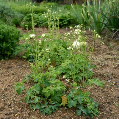 Aquilegia vulgaris Green Apples