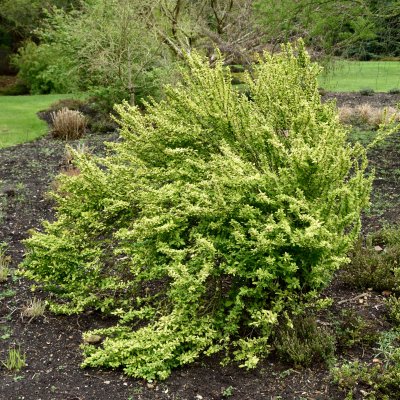 Berberis thunbergii Pow-Wow