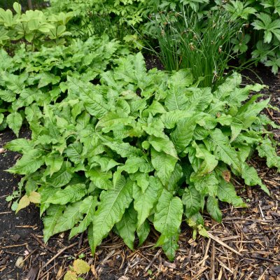 Bistorta amplexicaulis Rosea
