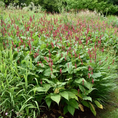 Bistorta amplexicaulis Speciosa
