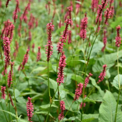 Bistorta amplexicaulis Speciosa