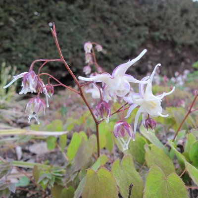 Epimedium grandiflorum