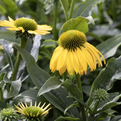 Echinacea hybr. SunSeekers ® Citrus