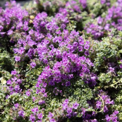 Thymus praecox Compacta