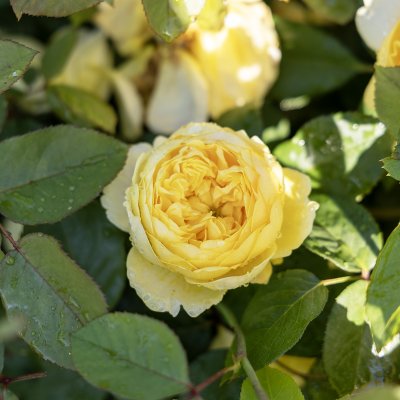 Rosa austin Bring Me Sunshine ®