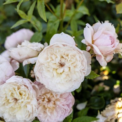 Rosa austin Emily Brontë ®