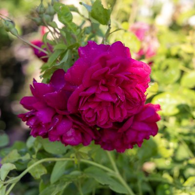 Rosa austin Thomas á Becket