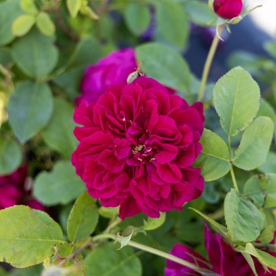 Rosa austin Thomas á Becket